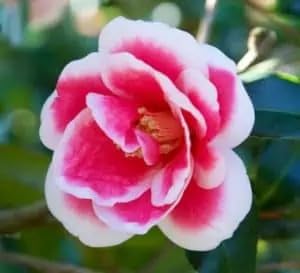 Christmas Carol Camellia Plant, Semi-Weeping Habit, Red and White Blooms, 1 Gallon