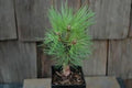 Mikawa Japanese Black Pine -1 Year Live Tree