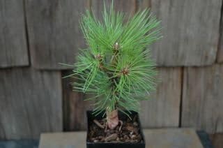 Mikawa Japanese Black Pine -1 Year Live Tree