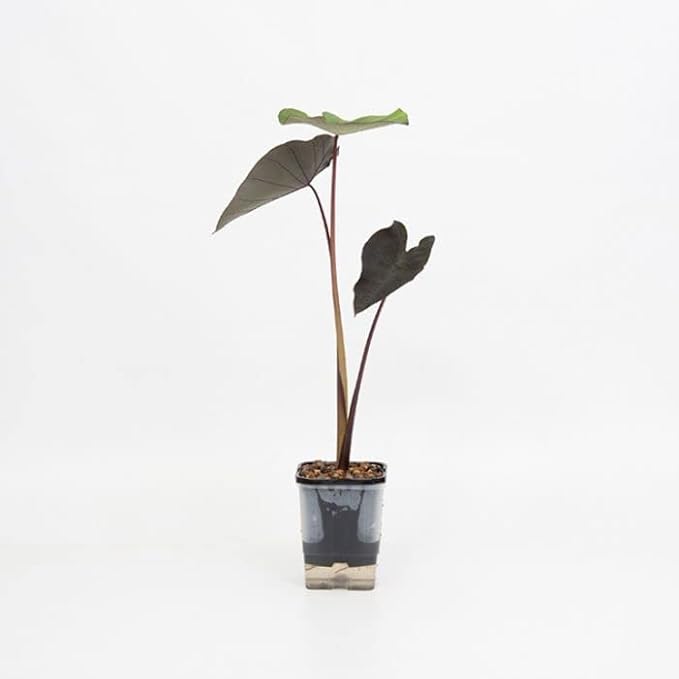 Green Taro | Elephant Ears Plant for Ponds and Garden