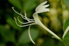 Honeysuckle Lonicera Live Plant - Cold Hardy Flowering Vine (1)