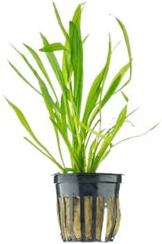 Live Aquarium Plants Bundle - Aquarium Plants for Beginners: Anubias, Amazon Sword, Dwarf Sag - Easy Care Live Plants for Fish Tank