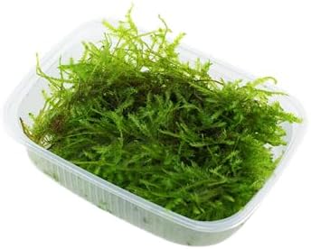 Christmas Moss (Vesicularia montagnei) - 4 oz Live Aquarium Plant, Lush Green Carpet for Freshwater Tanks, Easy to Grow & Maintain