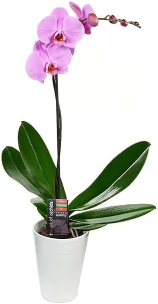 KaBloom - Purple Phalaenopsis Orchid Plant (1 Stem) in 5 Inch Pot - Fresh Flowers for Birthday, Valentine's & Mother's Day