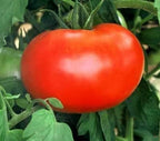 Clovers Garden Big Boy Tomato Plants- Two (2) Live Plants – Non-GMO - Not Seeds – Each 4"-8" Tall in 4 Inch Pots - Great Canner & Slicer