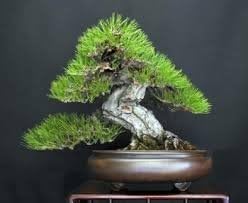 Japanese Black Pine - Bonsai Starter - Pinus thunbergii - 3 - Year Tree