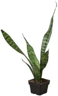 Snake Plant 'Zeylanica' Live Plant for Indoor | Different Houseplants in 3'' Pot | Real House Plant for Living Room, Office, Desk & Bathroom | Laurentii | Mother-in-law's Tongue