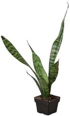 Snake Plant 'Zeylanica' Live Plant for Indoor | Different Houseplants in 3'' Pot | Real House Plant for Living Room, Office, Desk & Bathroom | Laurentii | Mother-in-law's Tongue