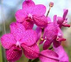 4 Live Orchid Plants to Choose (Cattleya, Oncidium, Vanda, Dendrobium, Phalaenopsis) (Vandas + Heat Pack)