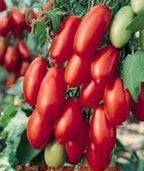 Clovers Garden San Marzano Tomatoes– Two (2) Live Plants – Non-GMO - Not Seeds - Each 4" to 8" Tall – in 4" Inch Pots -Indeterminate, Heirloom Roma