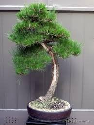 Japanese Black Pine - Bonsai Starter - Pinus thunbergii - 3 - Year Tree