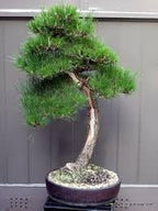 Japanese Black Pine - Bonsai Starter - Pinus thunbergii - 3 - Year Tree