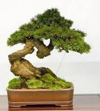 Japanese Black Pine - Bonsai Starter - Pinus thunbergii - 3 - Year Tree