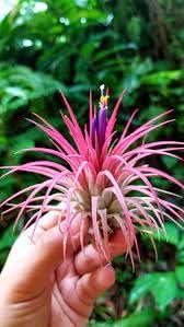 Rainforest Grown 3 Pack Ionantha Air Plants Assorted Sizes - Live Tillandsia - 1 to 3 inches - 30 Day Guarantee