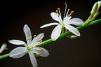 Ocean Spider Plant - Easy to Grow -4" Pot Cleans The Air