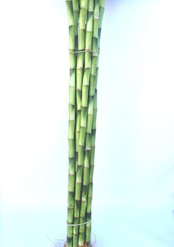 Jmbamboo-10 Stalks of 18 Inches Straight Lucky Bamboo ,Exclusive Design By Jmbamboo