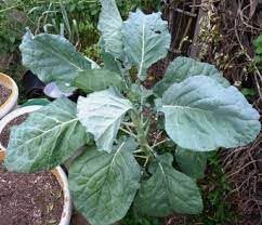 New Fresh 100pcs Walking Stick Kale Heirloom Seeds Generic