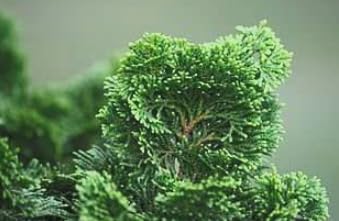 Dwarf Hinoki Cypress Live Plant in Pot – Chamaecyparis obtusa Nana Gracilis – Evergreen Bonsai Tree, Outdoor Shrub for Landscaping, Patio Container, Japanese Garden Accent