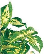 Coleus (Coleus Blumei), Living Plant