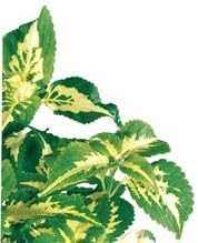 Coleus (Coleus Blumei), Living Plant