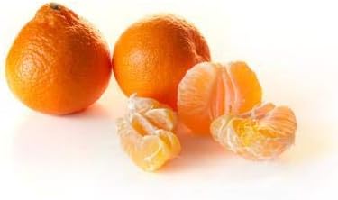 Brighter Blooms - Owari Satsuma Mandarin Tree, 2-3 ft. - No Shipping to AK, AL, AZ, CA, FL, GA, HI, LA, MS, OR, TX