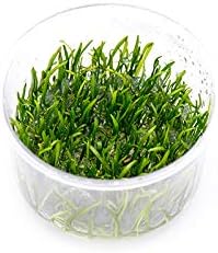Ultum Nature Systems Micro Sword Lilaeopsis Novaezelandiae Tissue Culture Live Plant for Aquarium, Aquascape, Freshwater Fish Tanks - 100% Snail Free in Vitro