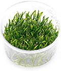 Ultum Nature Systems Micro Sword Lilaeopsis Novaezelandiae Tissue Culture Live Plant for Aquarium, Aquascape, Freshwater Fish Tanks - 100% Snail Free in Vitro