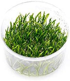 Ultum Nature Systems Micro Sword Lilaeopsis Novaezelandiae Tissue Culture Live Plant for Aquarium, Aquascape, Freshwater Fish Tanks - 100% Snail Free in Vitro