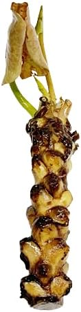 Live Aquatic Plant Yellow Nymphaea Mungkala Ubon Hardy Water Lilies Tuber for Aquarium Freshwater Fish Pond by Greenpro