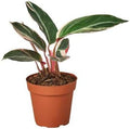 Stromanthe 'Triostar' Live Plant for Indoor | Different Houseplants in 4'' & 6'' Pot | Real House Plant for Living Room, Office, Desk & Bathroom | Triostar | Magenta Triostar
