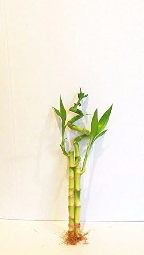 3 Stalks of Lucky Bamboo Live Real Plant from Jmbamboo