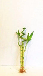 3 Stalks of Lucky Bamboo Live Real Plant from Jmbamboo