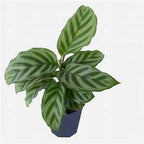 5 Pack Indoor Houseplant Collection - 5 Live Plants in 4 Inch Pots - Grower's Choice Based on Health, Beauty and Availability - Florist Quality Easy to Grow Air Purifying Indoor Plants