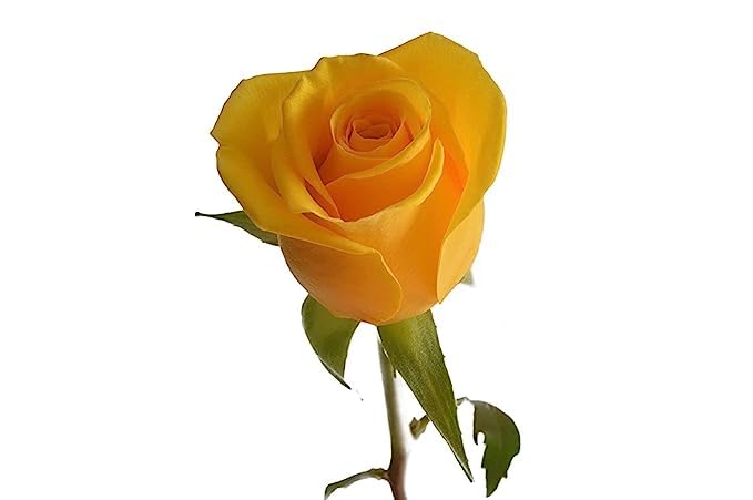KaBloom - Yellow Roses 6 with Greens Bouquet - Fresh Flowers for Birthday, Valentine's & Mother's Day