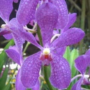 4 Live Orchid Plants to Choose (Cattleya, Oncidium, Vanda, Dendrobium, Phalaenopsis) (Vandas + Heat Pack)