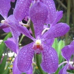 4 Live Orchid Plants to Choose (Cattleya, Oncidium, Vanda, Dendrobium, Phalaenopsis) (Vandas + Heat Pack)