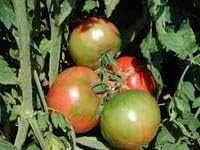 Clovers Garden Big Boy Tomato Plants- Two (2) Live Plants – Non-GMO - Not Seeds – Each 4"-8" Tall in 4 Inch Pots - Great Canner & Slicer