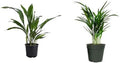 American Plant Exchange Cast Iron & Areca Palm 6-Inch Pots–2 Pack of Easy Care Houseplants, Low Light, Low Maintenance Live Plants for Home, Office, Garden, Patio Décor, Indoor Outdoor, Tropical Gift
