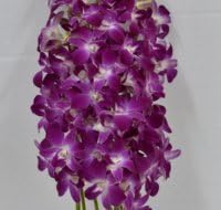 Just Orchids - Premium Long Stem Purple Dendrobium