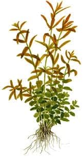 Rotala Rotundifolia RED Live Aquarium Plant - Fast Growing - Small Round Leaves - Mid-Ground Positioning - All Natural & Organic Aquatic Plant - Long Lasting & Easy to Care