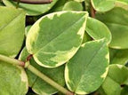 Peperomia Cupid Live Plant, 4 Inch Growers Pot, Indoor Houseplant