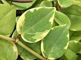 Peperomia Cupid Live Plant, 4 Inch Growers Pot, Indoor Houseplant