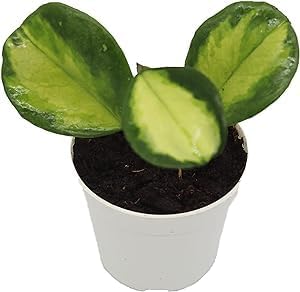 Hoya Plant, Live Indoor Plant 4 inch Grower's Pot (Obovata Inner Variegated)