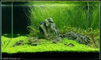 Freshwater Aquarium Decor, Easy Growing Dwarf Carpet for Fish Tank/Terrarium, Natural Aquatic Plant Growth Material – 1 Pack (Long Hair)