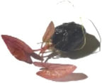 Marcus Fish Tanks - 3X Tiger Lotus Lily Nymphaea Lotus - Live Aquarium Plants - Freshwater Aquatic Plant