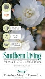 October Magic Ivory Camellia Plant, 1 Gallon, White Flowering Shrub, 4-5 ft Mature Size