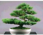 Japanese Black Pine - Bonsai Starter - Pinus thunbergii - 3 - Year Tree