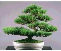 Japanese Black Pine - Bonsai Starter - Pinus thunbergii - 3 - Year Tree