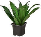 Dracaena Janet Craig Live Plant for Indoor | Different Houseplants in 3'' Pot | Real House Plant for Living Room, Office, Desk & Bathroom | Dragon Tree | Dracaena Janet Craig