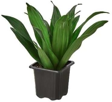 Dracaena Janet Craig Live Plant for Indoor | Different Houseplants in 3'' Pot | Real House Plant for Living Room, Office, Desk & Bathroom | Dragon Tree | Dracaena Janet Craig